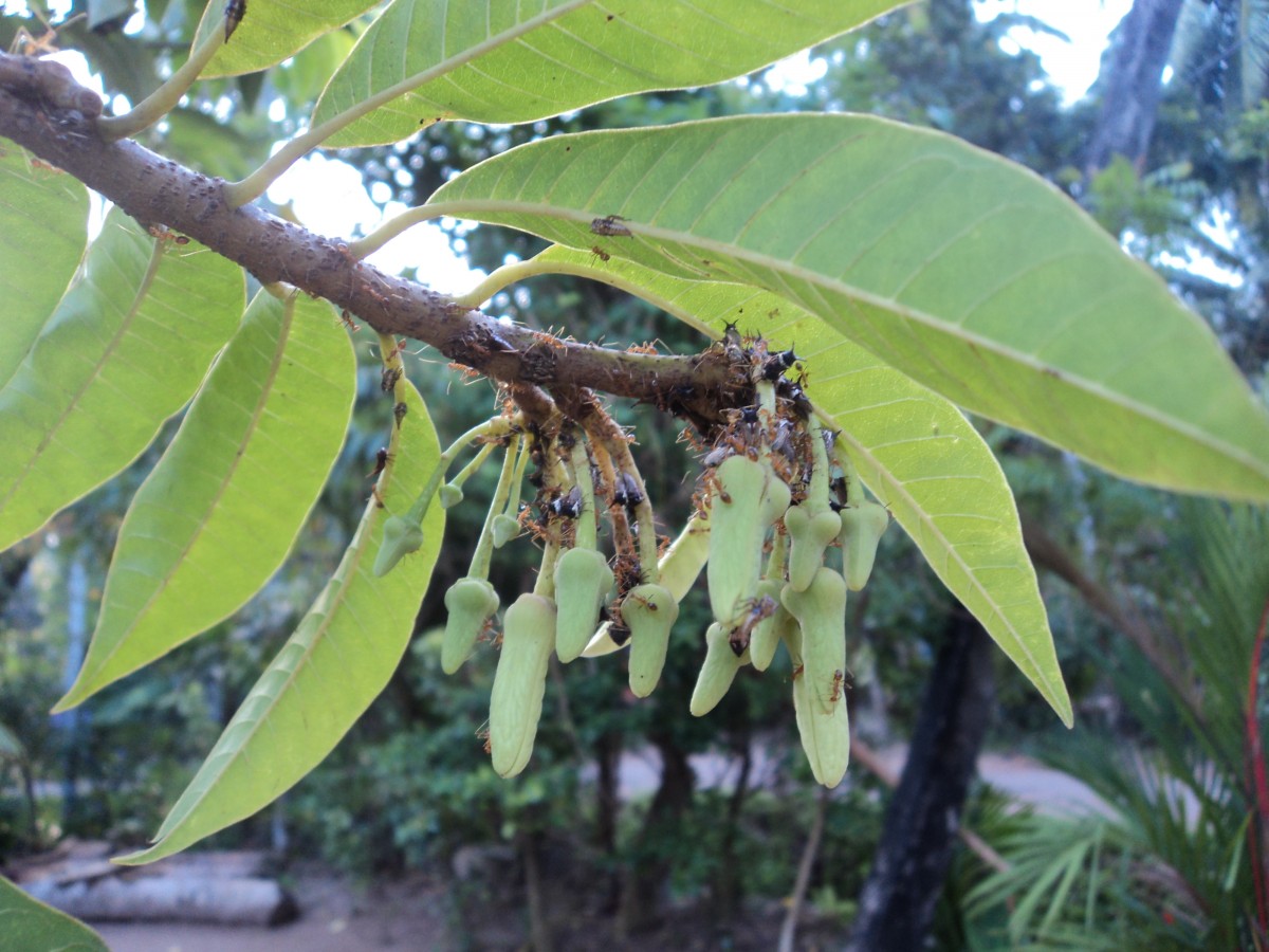 Annona reticulata L.